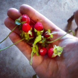 Wild strawberries - though a little to early for picking, they were used for a college project. 